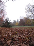 SX25103 Leaves at Cardiff Castle.jpg